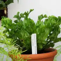 Асплениум сколопендровый (Asplenium scolopendrium)