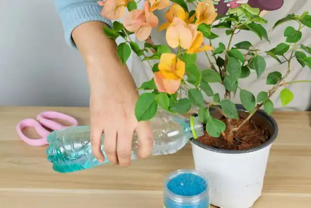 Бугенвиллеи предпочтут универсальное комплексное минеральное удобрение