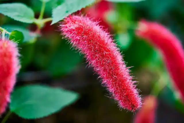 Равномерное цветение акалифы дубравколистной характерно для нее только при достаточно ярком освещении