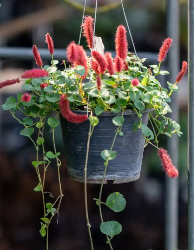 Акалифа дубравколистная (Acalypha chamaedrifolia)