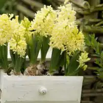 Гиацинт «Гарлем» (Haarlem)