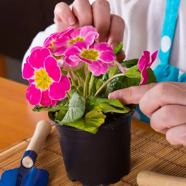 Следует регулярно осматривать листья примулы