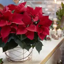 Пуансеттия, или Молочай красивейший (Euphorbia pulcherrima)