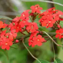 Молочай сверкающий (Euphorbia fulgens)
