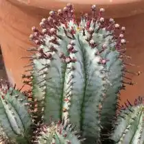 Молочай ощетиненный (Euphorbia horrida)