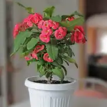 Молочай Милля, или Молочай блестящий (Euphorbia milii)