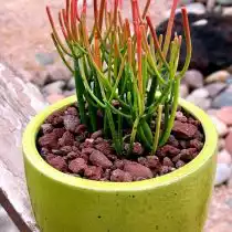 Молочай тирукалли (Euphorbia tirucalli)