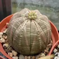 Молочай тучный (Euphorbia obesa)