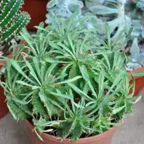Молочай дыневидный (Euphorbia meloformis) 