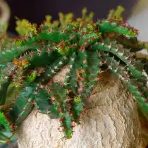 Молочай звездчатый (Euphorbia stellata)