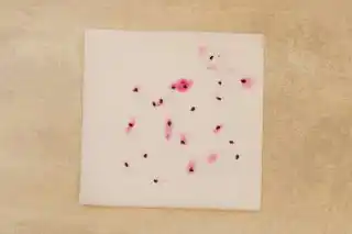 Подсушиваем семена питахайи и даём немного полежать