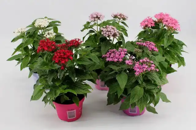Пентас ланцетный (Pentas lanceolata)