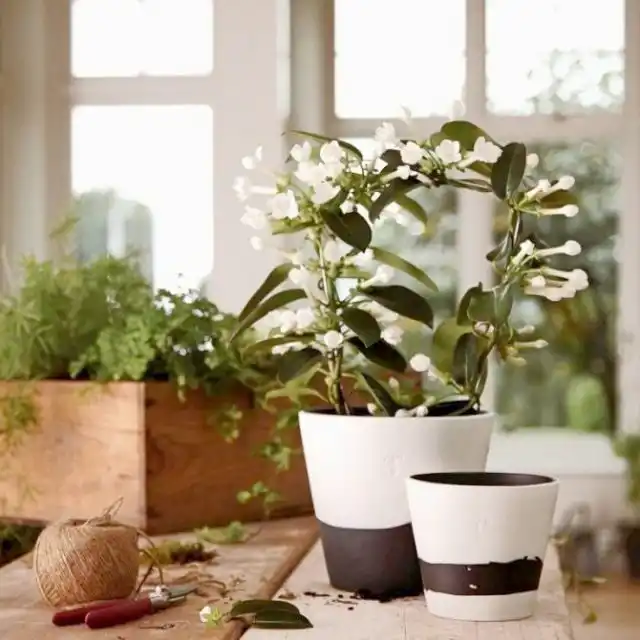 Вызвать массовое пожелтение листьев может и неправильная пересадка