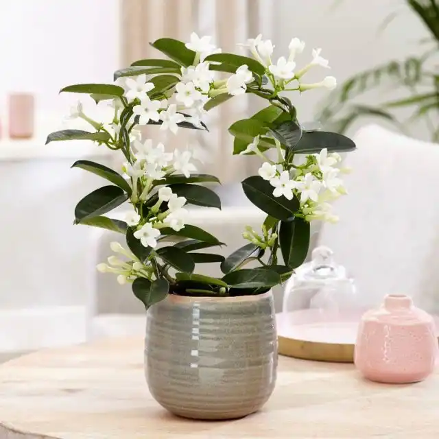 Стефанотис (Stephanotis) любит стабильный режим содержания