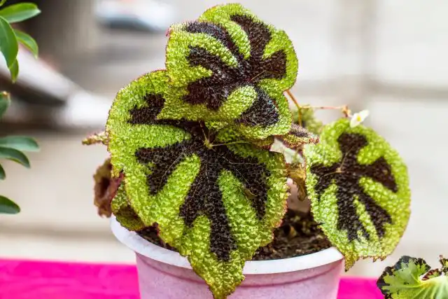 Бегония Мэсона (Begonia masoniana)