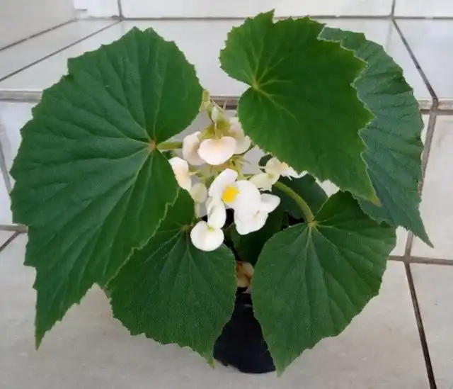 Бегония двухлепестная (Begonia dipetala)