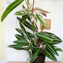 Ктенанта Оппенгейма (Ctenanthe oppenheimiana)