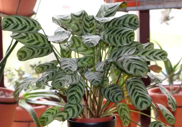 Ктенанта Бурле-Маркси (Ctenanthe burle-marxii) 