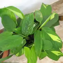 Ктенанта Лубберса (Ctenanthe lubbersiana)