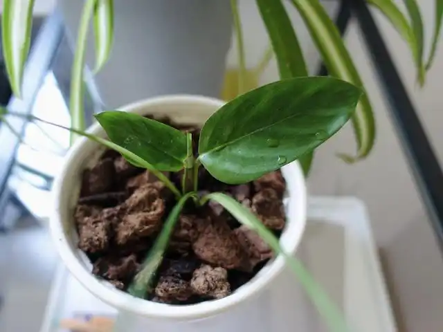 У ктенанты легко укореняются даже мелкие части с всего парой листьев