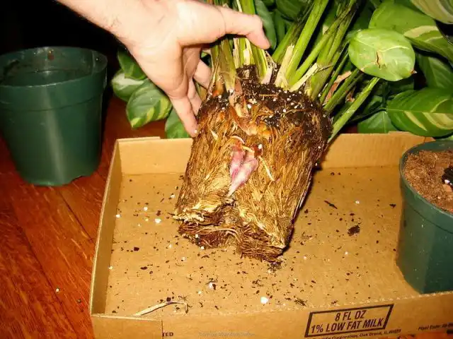 При пересадке ктенанту аккуратно переваливают