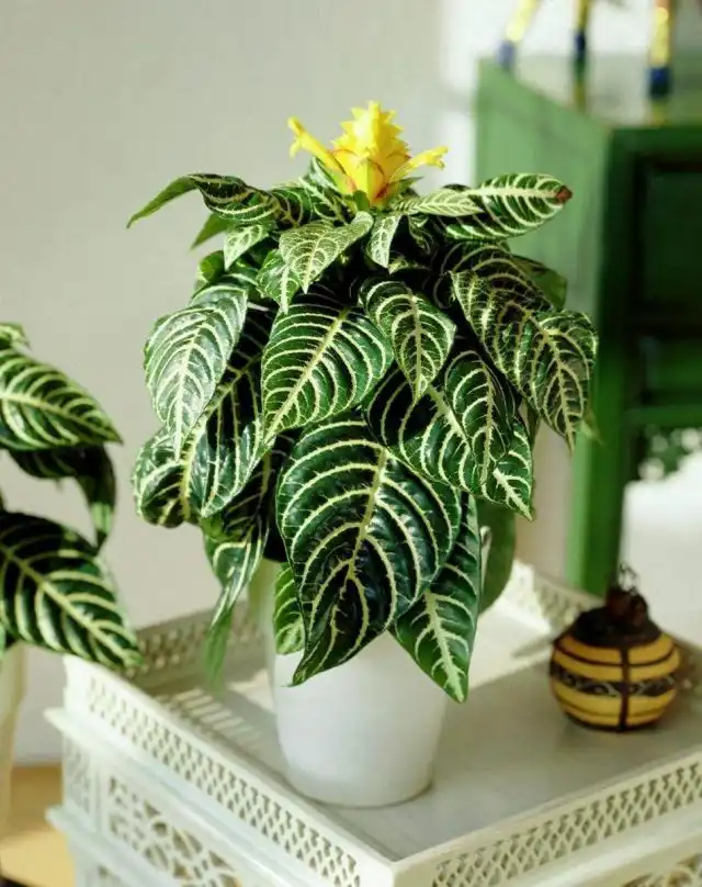 Афеландра оттопыренная (Aphelandra squarrosa)