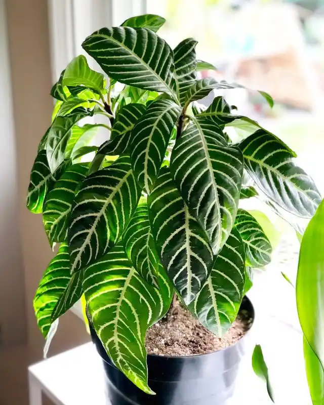 Места размещения для афеландр ограничены максимальной близостью к окнам и подоконникам