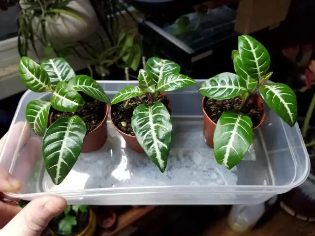 Афеландру в домашних условиях размножают черенкованием