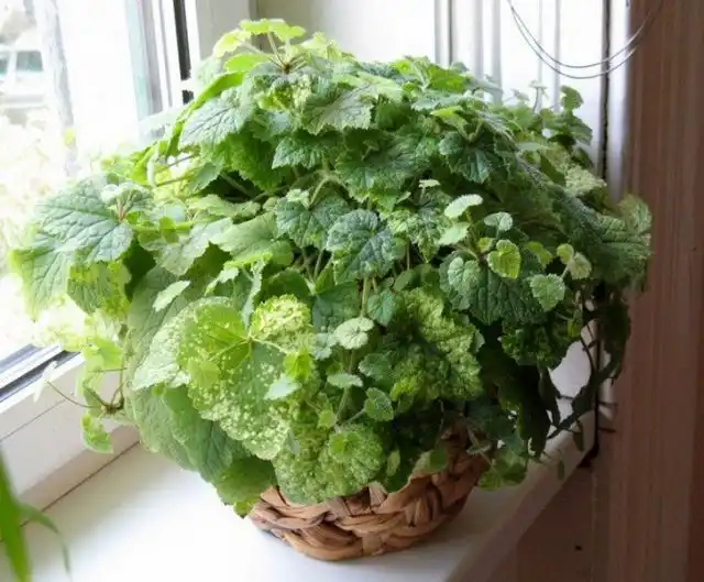 Идеальным для толмии считается место в интерьере или северные окна