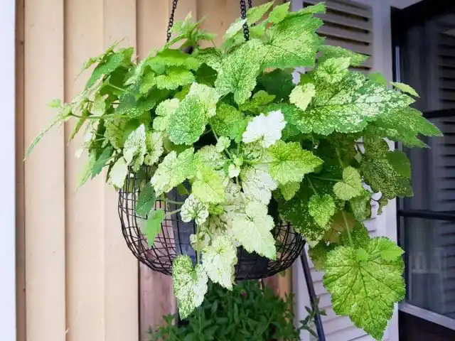 Толмия Мензиса (Tolmiea menziesii)