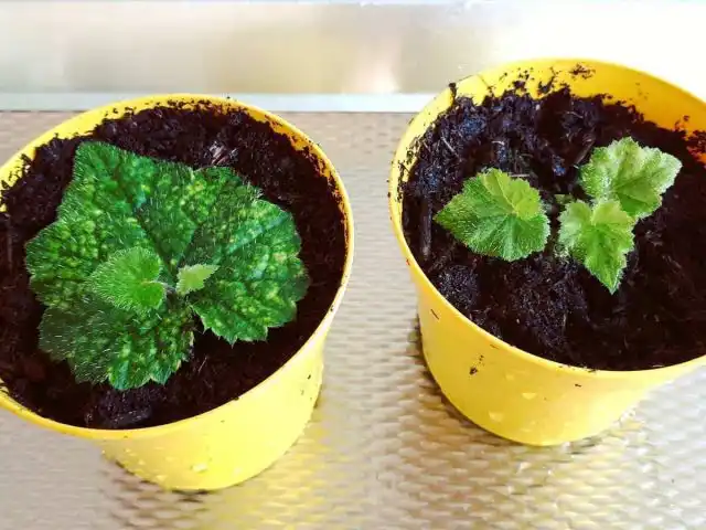 Размножение толмии детками