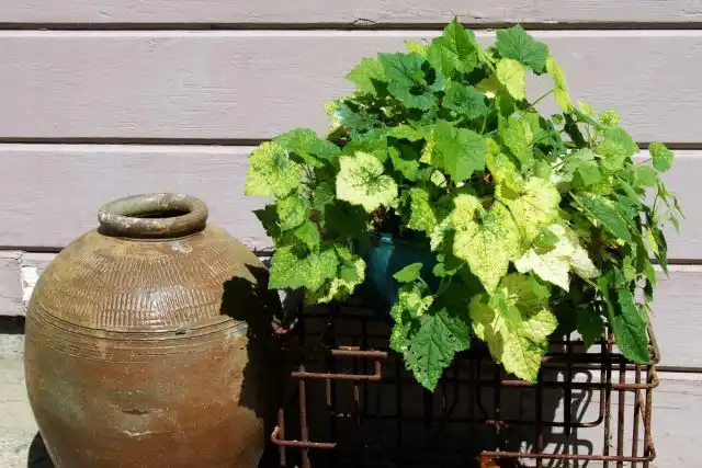 На лето толмию можно выносить на свежий воздух