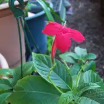 Руэллия формозская (Ruellia elegans)
