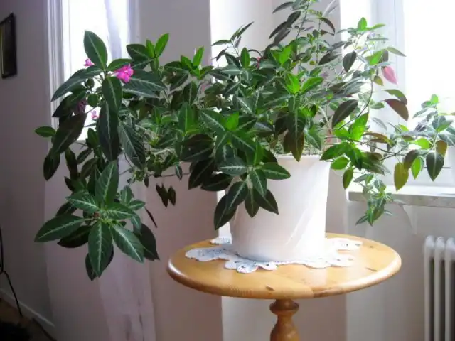 Идеальным местом для реэллии считают северные подоконники или аналогичное им место в интерьере