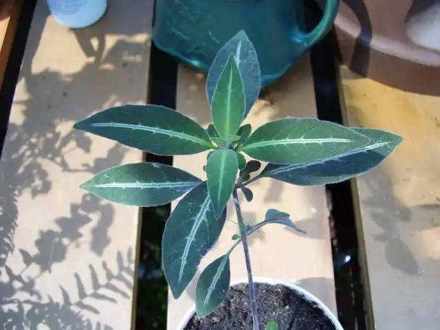 Размножать руэллию лучше вегетативно