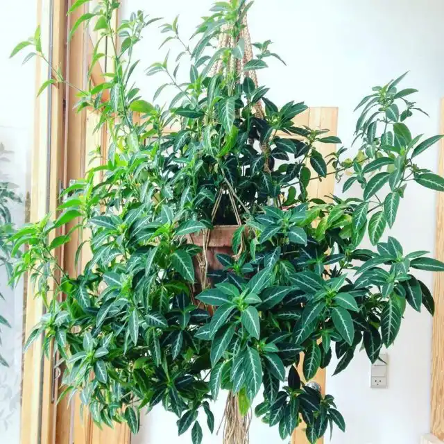 Руэллии формируют и как «живые букеты» — прямые стройные кустики, и как ампели