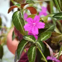 Руэллия Макоя (Ruellia makoyana)
