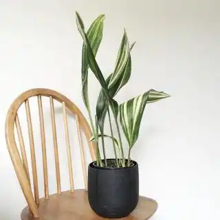 Аспидистра высокая (Aspidistra Elatior), сорт 'Variegata'
