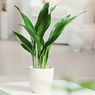 Аспидистра высокая (Aspidistra Elatior)