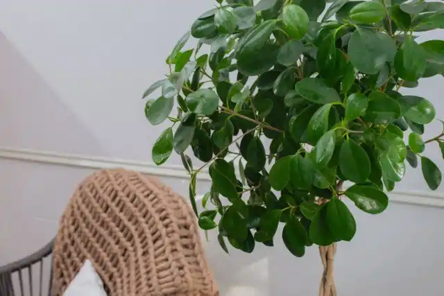 Все фикусы боятся переувлажнения почвы