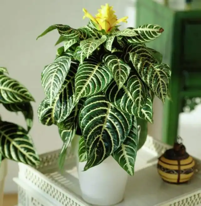 Застой воды для афелландры губителен