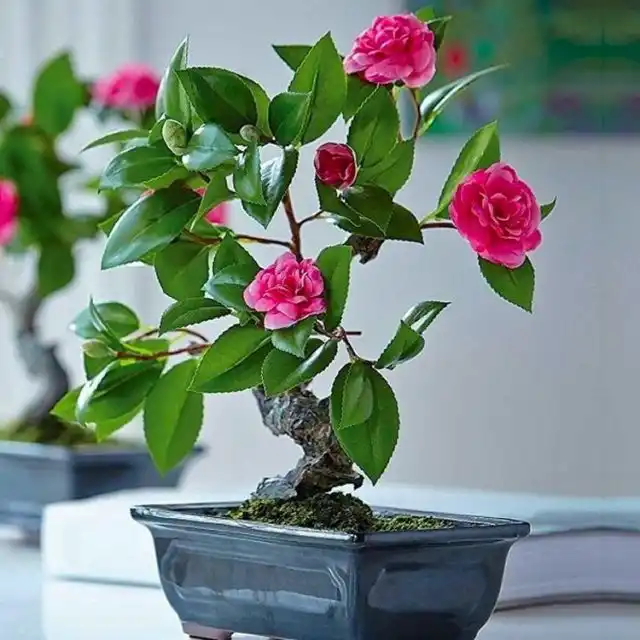 Камелия не выносит перелива