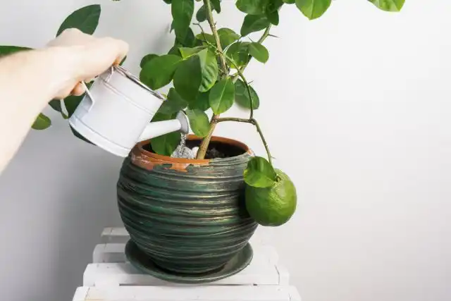 У цитрусовых необходимо отслеживать состояние субстрата, не давая воде скапливаться в нижней части горшков даже при очень обильных летних поливах