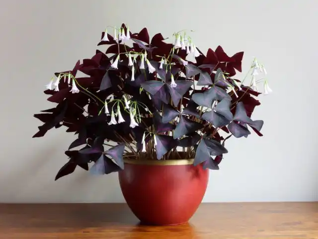 Кислица треугольная, или Мадам Баттерфляй (Oxalis triangularis), начинает свое цветение приблизительно через месяц после пересадки