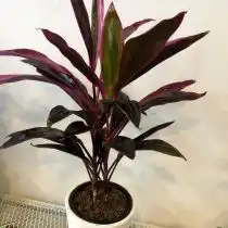 Кордилина красная (Cordyline rubra)