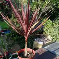Кордилина южная, или Австралийская (Cordyline australis)