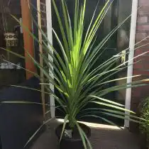 Кордилина неразделенная (Cordyline indivisa)