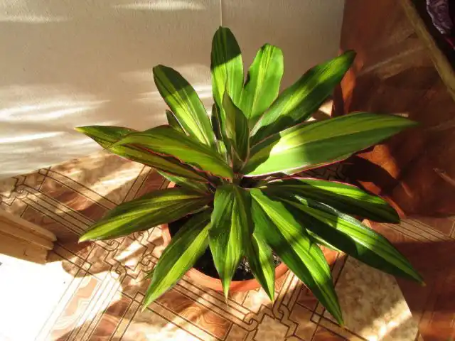 Кордилина не любит прямого солнца, но только весной и летом, предпочитая светлые места с мягким освещением