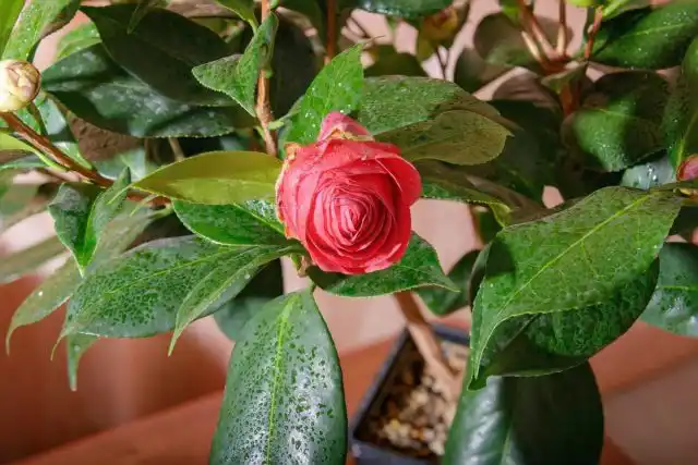 Для поддержания средней влажности воздуха достаточно защитить растение от сухого воздуха вблизи отопительных систем и регулярно опрыскивать по листьям и бутонам