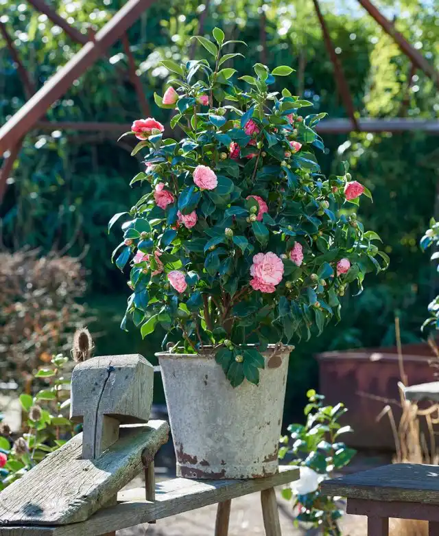 Летом камелии лучше всего чувствуют себя на свежем воздухе